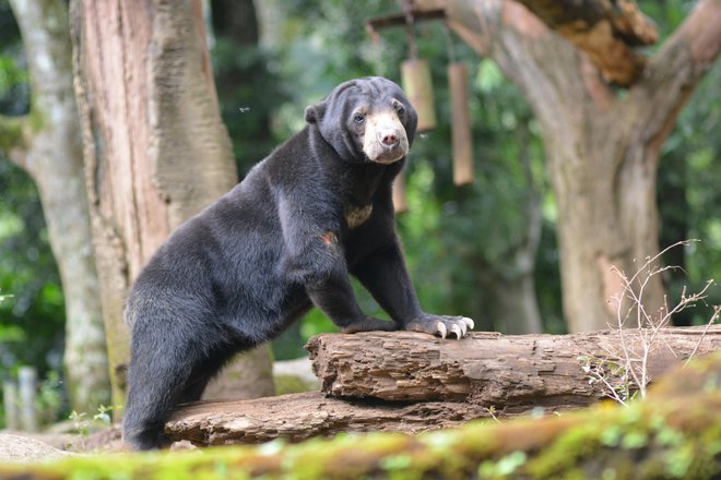 Sončni medved je najmanjši med vsemi medvedi. FOTO: Eko Budi Utomo/Getty Images