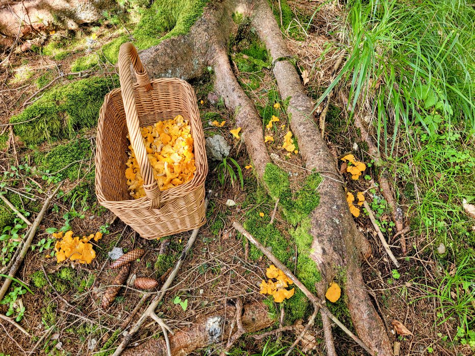 Fotografija: Lani smo nabirali predvsem jurčke, letos je poletje lisičk. FOTO: Tina Horvat