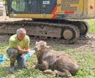 Fotografija: Gomzi je bil izredno lačen in žejen. FOTO: arhiv družine