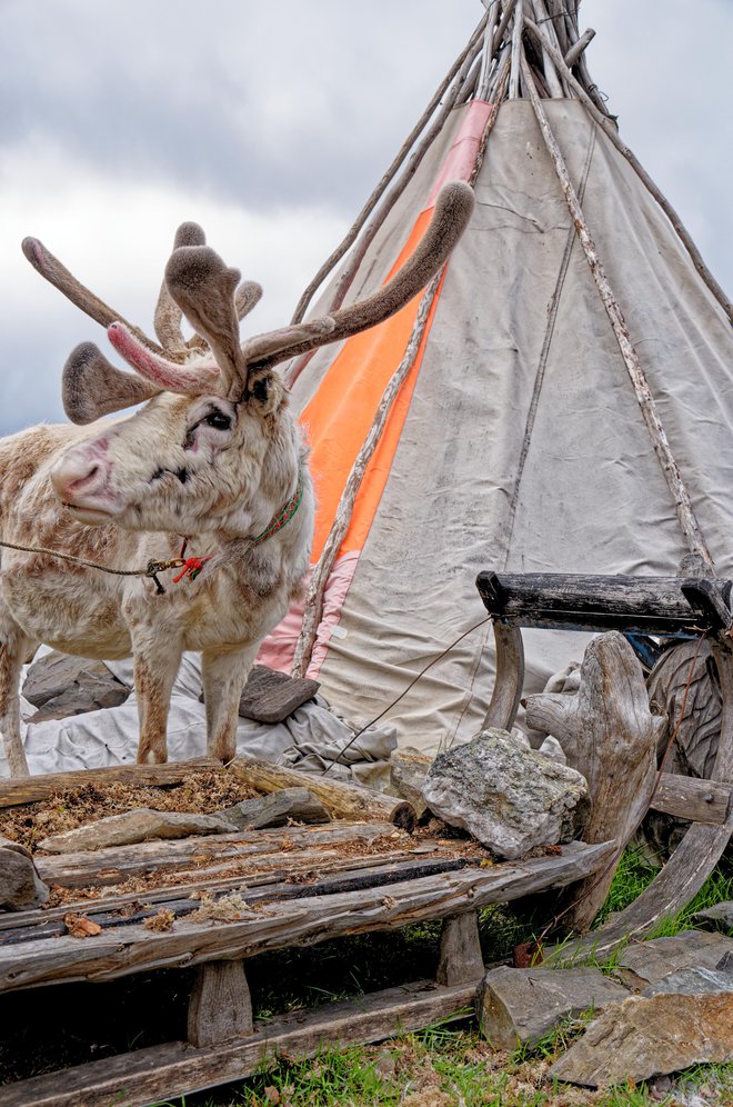 Vsak kopitljač, ki je nezakonito zašel v Rusijo, bo Norveško stal 6700 evrov. FOTO: Getty Images