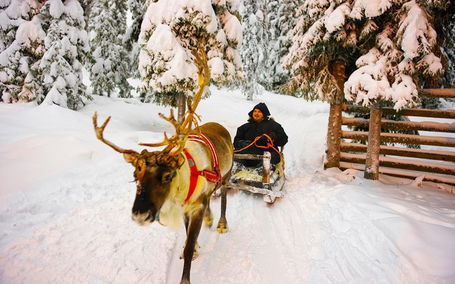 Severni jeleni, ki jih goji ljudstvo Sami, so sicer dobrodošla turistična atrakcija. FOTO: Getty Images