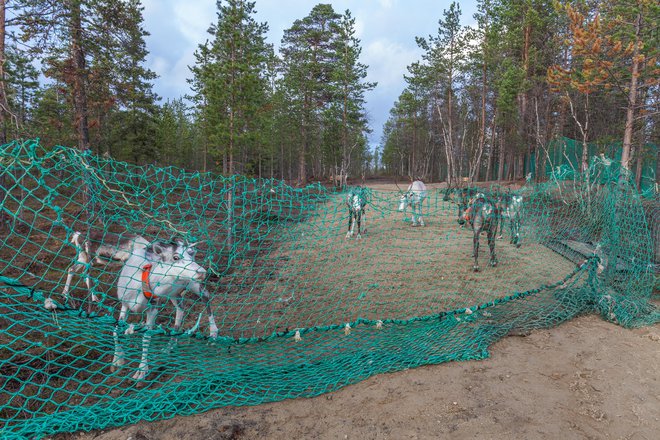 Zgolj ograje jim preprečujejo, da ne romajo svobodno za svojimi smrčki. FOTO: Getty Images