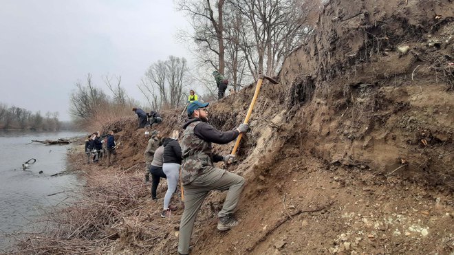 Prostovoljci pri čiščenju obrežja Drave, kjer so si nato breguljke izkopale gnezda. FOTO: Tilen Basle