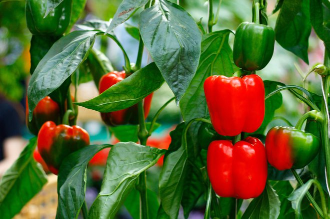 Redno pobiramo tudi papriko. FOTO: Getty Images/iStockphoto