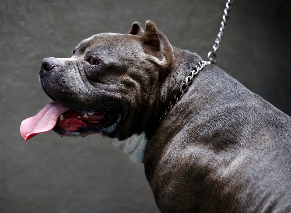 Fotografija: Razvili so ga iz pitbul terierja. FOTO: Piroschka Van De Wouw/Reuters