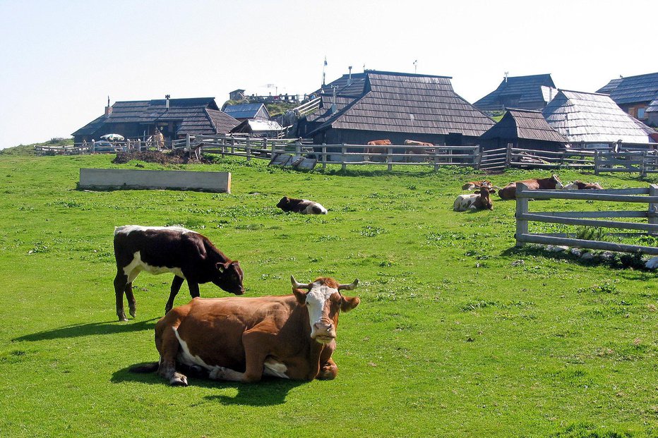 Fotografija: Velika planina FOTO: Velika planina