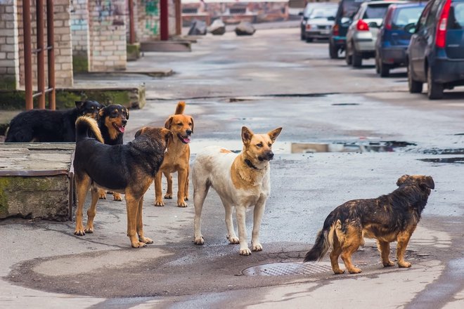 Obnašajte se tako, da se psi ne bodo počutili ogrožene. FOTO: Getty Images/iStockphoto