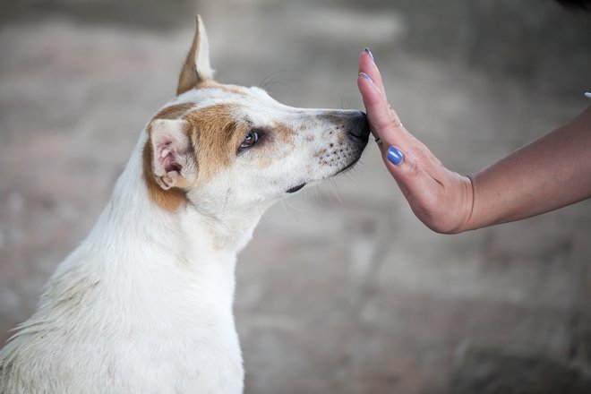 Nobene potrebe ni, da psu rinete roko v smrček. FOTO: Getty Images/iStockphoto