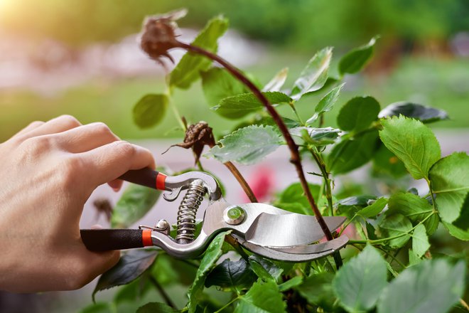 Če je suho tudi steblo, ga odrežemo. FOTO: Getty Images/iStockphoto