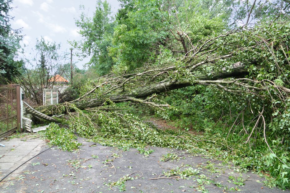 Fotografija: Podrtih je bilo več dreves. FOTO: Shutterstock 