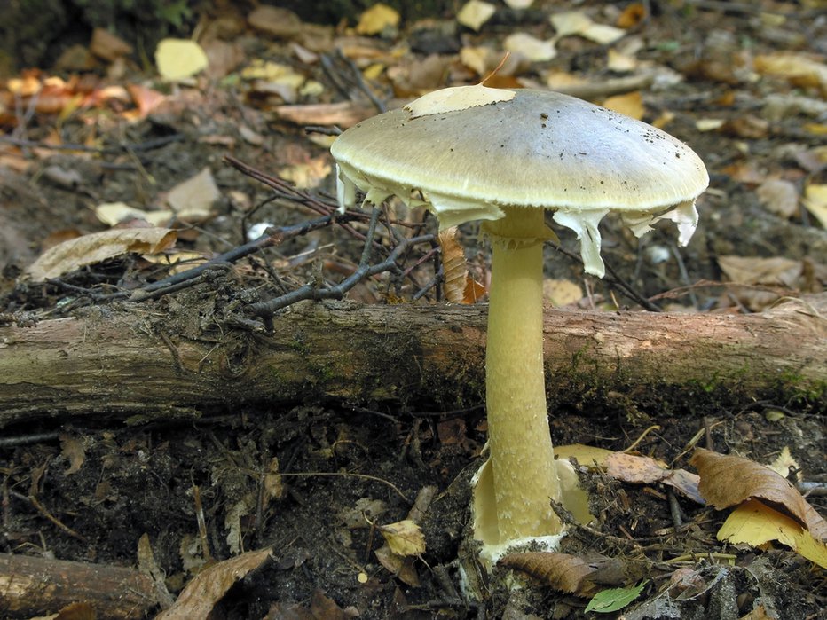 Fotografija: Nekateri menijo, da je v hrano morebiti podtaknila zeleno mušnico. FOTO: Shutterstock