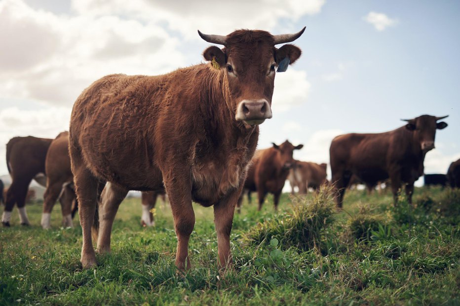 Fotografija: Krave so naložili in odpeljali, kam, kmet ne ve. Slika je simbolična. FOTO: Peopleimages Getty Images