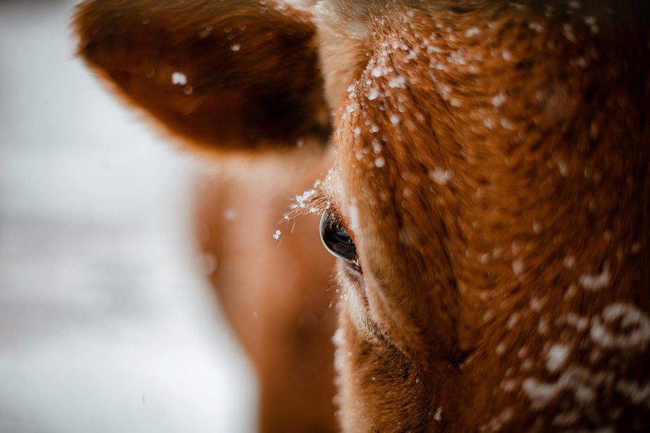 Fotografija: Simbolična slika FOTO: Cavan Images Getty Images/istockphoto