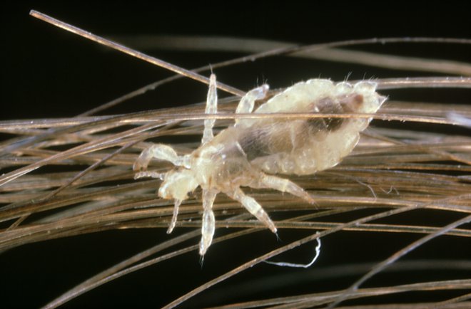 Naše spremljevalke so že vse od začetka. FOTO: Oxford Scientific, Getty Images