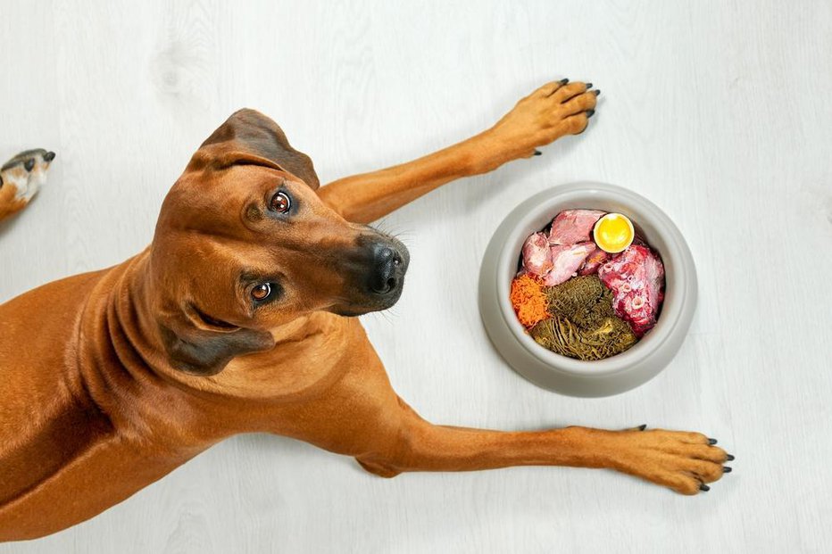 Fotografija: Lastniki, ki hranijo psa s surovo hrano, morajo vedeti, da priprava takšnega obroka terja veliko znanja, časa in doslednosti. FOTO: Zontica, Shutterstock
