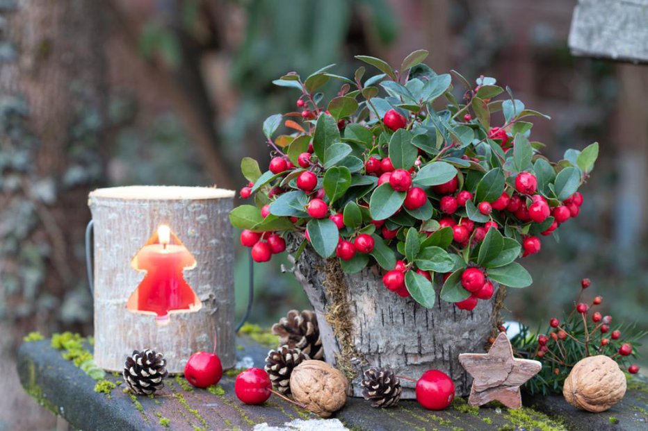 Fotografija: Povzemamo najpomembnejša aktualna vrtna opravila za december. FOTO: Natalia Greeske, Shutterstock