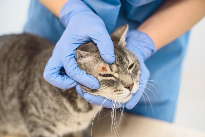 Zaradi manjših ran ni nujno k veterinarju. FOTO: Getty Images