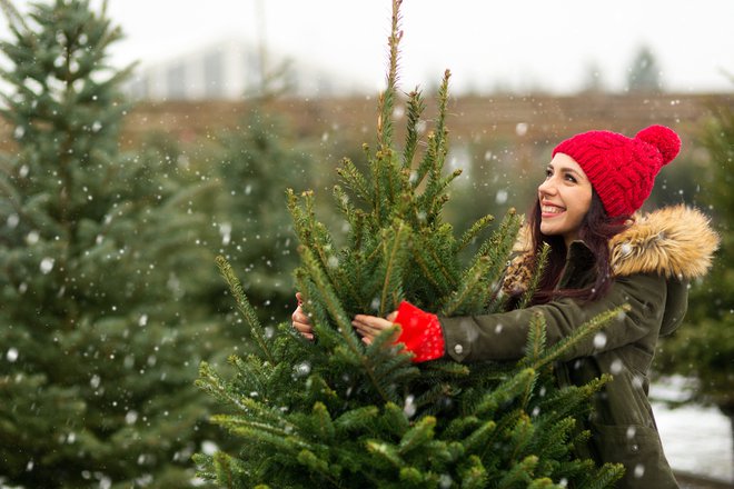 Veste, katero smreko je najbolje izbrati za božično drevesce? FOTO: Pikselstock/shutterstock