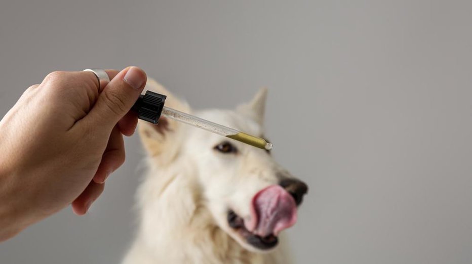 Fotografija: Eterična olja hranite zunaj dosega vašega psa, saj lahko zaužitje povzroči zastrupitev.

FOTO: 24K-Production, Shutterstock