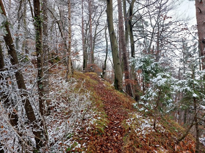 Lahko gremo po gozdu. FOTO: Janez Mihovec