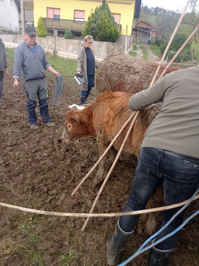 Na nezakonitost odvzema goveda so v sindikatu opozorili takoj. FOTO: Osebni arhiv R. M. 