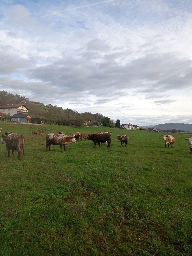 Uradna veterinarka je v postopku zagrešila hude kršitve zakona o upravnem postopku. FOTO: Osebni arhiv R. M. 