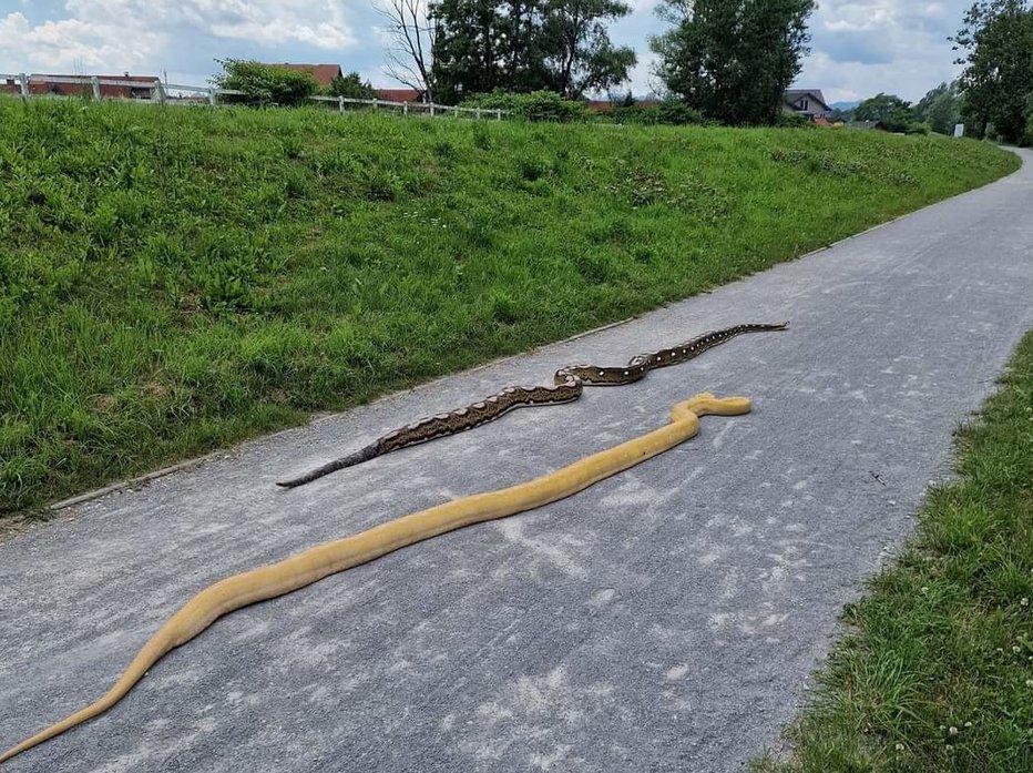 Fotografija: Skoraj ga je kap, ko jih je zagledal. FOTO: Bralec Miha