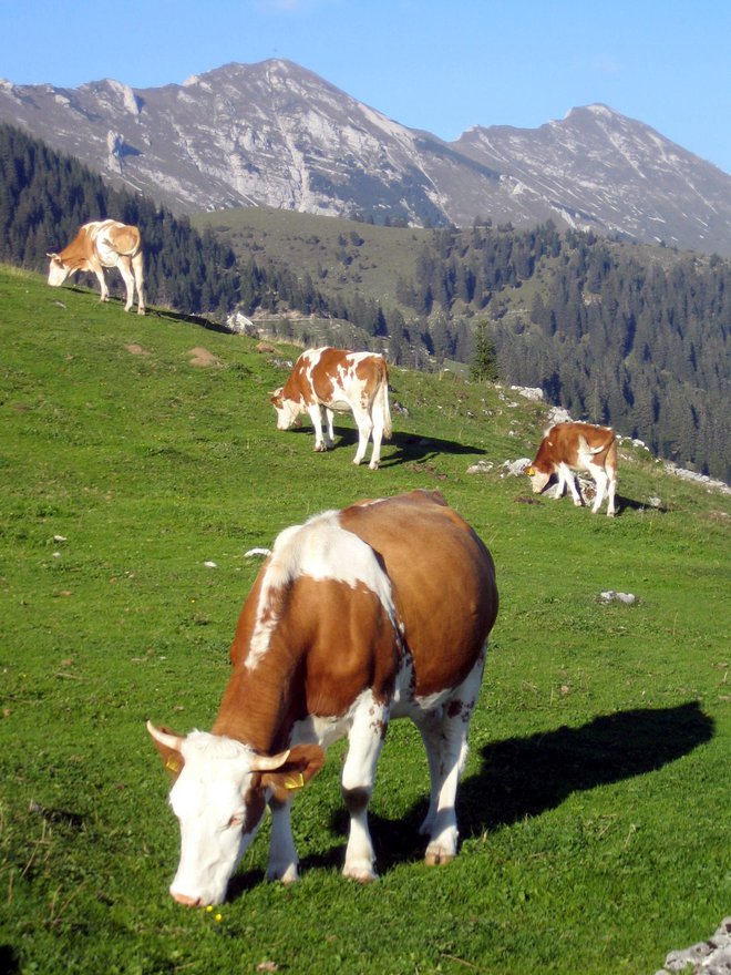 Idila na planini Kofce v Karavankah FOTO: Marko Feist