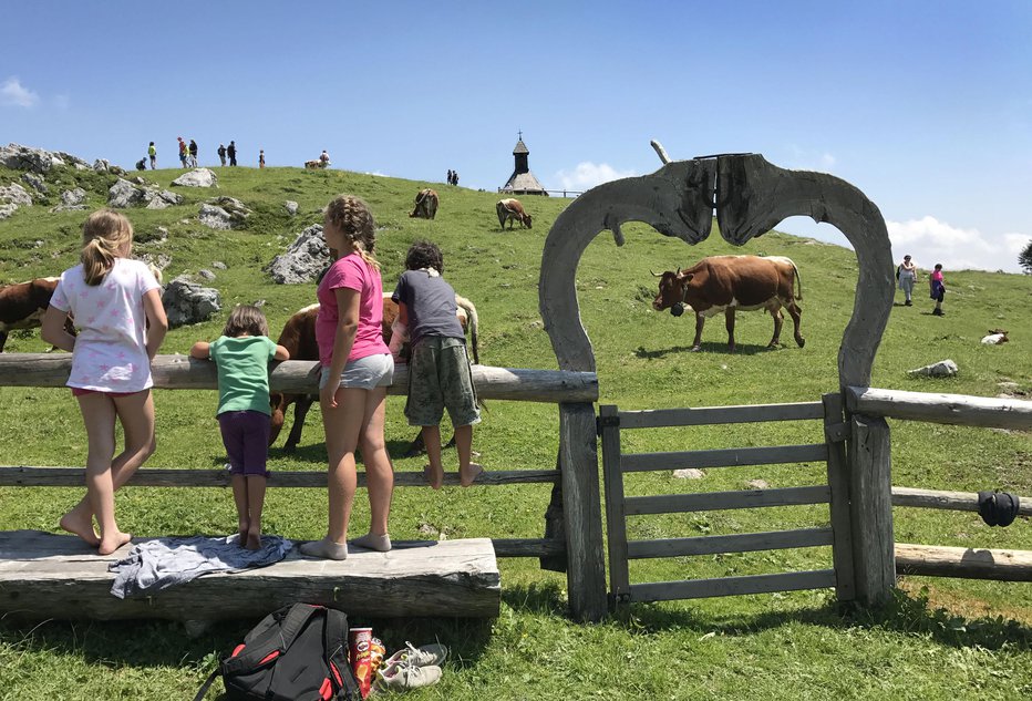 Fotografija: V gorah je čedalje več ljudi in tudi konfliktov s pašno živino. Na fotografiji je Velika planina. FOTO: Leon Vidic