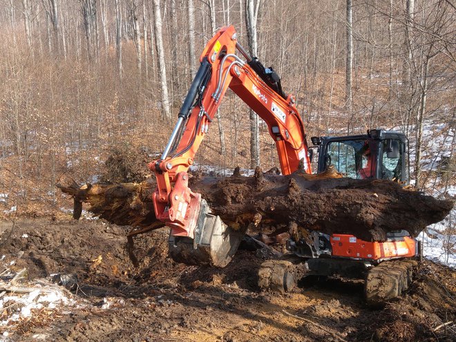 Izkop enega od debel FOTO: Jani in Gorazd Kutin