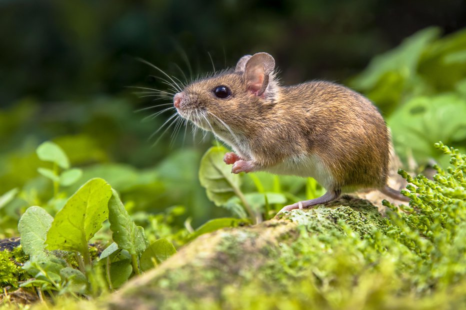 Fotografija: Bolezn prenašajo glodavci. FOTO: Creativenature_nl, Getty Images/Istockphoto