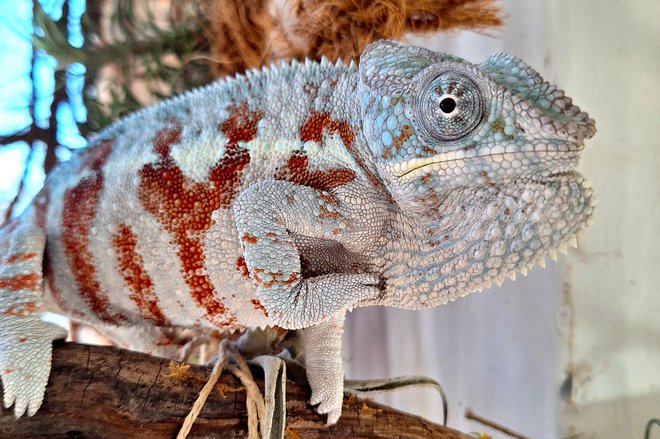 Eksotične živali že nekaj časa živijo na Bledu. Foto: osebni arhiv