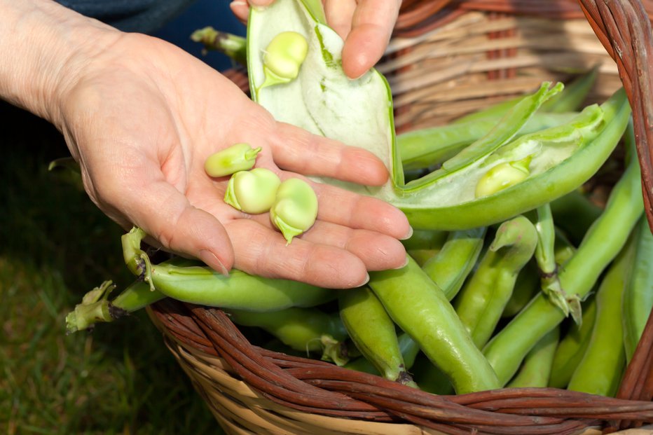 Fotografija: Dolgo je bil tradicionalna rastlina Balkanskega polotoka, danes je skoraj pozabljen. FOTO: Arhiv Slovenske novice/Shutterstock 