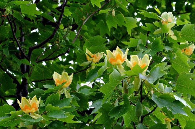 Tulipanovec je ime dobil po cvetovih, ki spominjajo na tulipane. FOTO: Kororokerokero/Getty Images