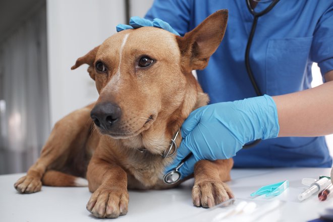 Ne pozabimo na stroške, ti so lahko še posebno visoki ob obisku veterinarja. FOTO: Supitnan Pimpisarn/Getty Images