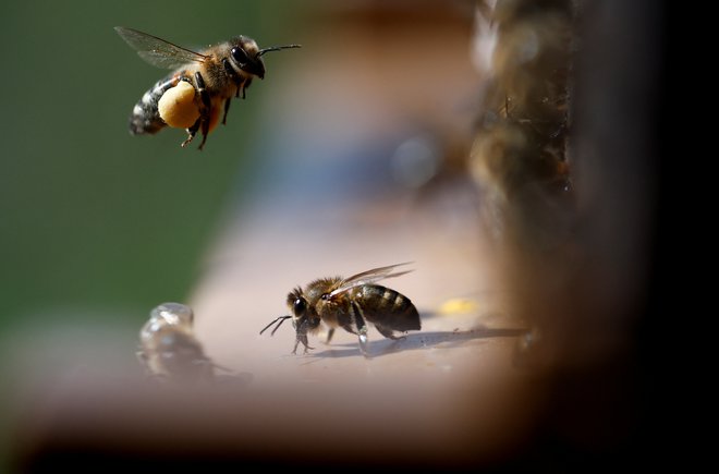 V steni je bilo na desttisoče čebel. FOTO: Stephane Mahe Reuters