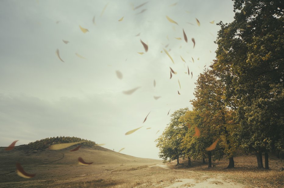 Fotografija: Listje v vetru. FOTO: Shutterstock 