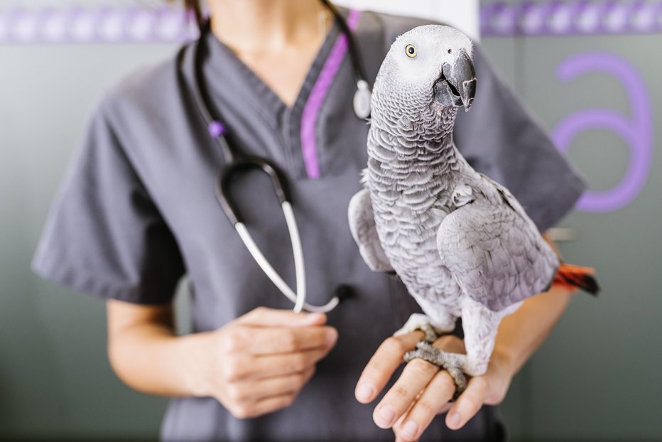 Fotografija: Veterinar izključi morebitne prikrite bolezni. FOTO: Santypan/Getty Images