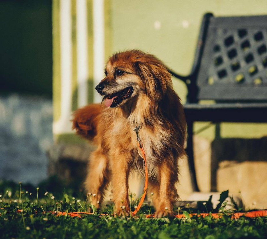 Fotografija: Star je 14 let, srednje rasti, rjave barve, z daljšo dlako. FOTOGRAFIJE: Osebni arhiv