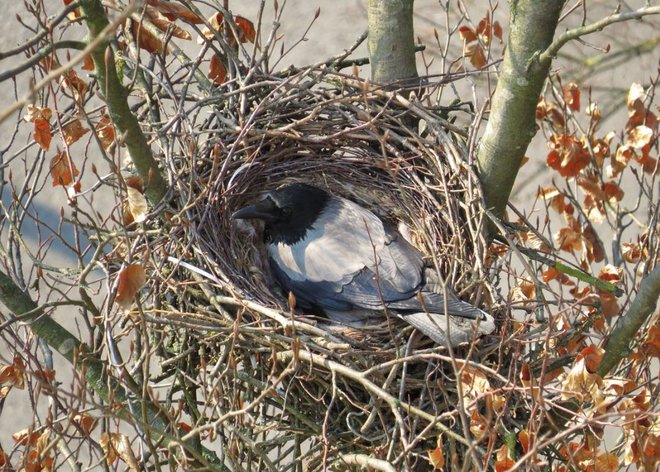 Gnezdijo v krošnjah dreves, samica izleže od tri do šest modrikastih jajc z rjavimi pegami. Mladiči se izvalijo po 18 do 19 dneh, nato po enem mesecu izletijo. FOTO: Oste Bakal