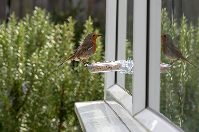 Če jim nastavimo hrano, lahko ptice opazujemo in se jih naučimo razlikovati kar od doma. FOTO: Andi Edwards/Getty Images