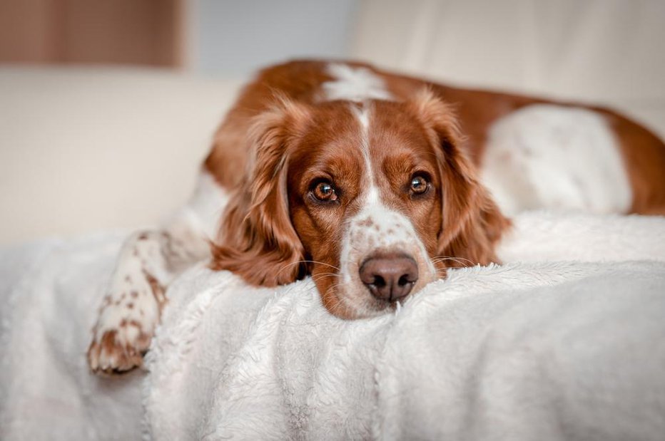 Fotografija: Kroženje pred spanjem je eno od zanimivih pasjih vedenj, ki nas opominja, da so psi še vedno povezani s svojimi divjimi predniki. FOTO: El-ka, Shutterstock