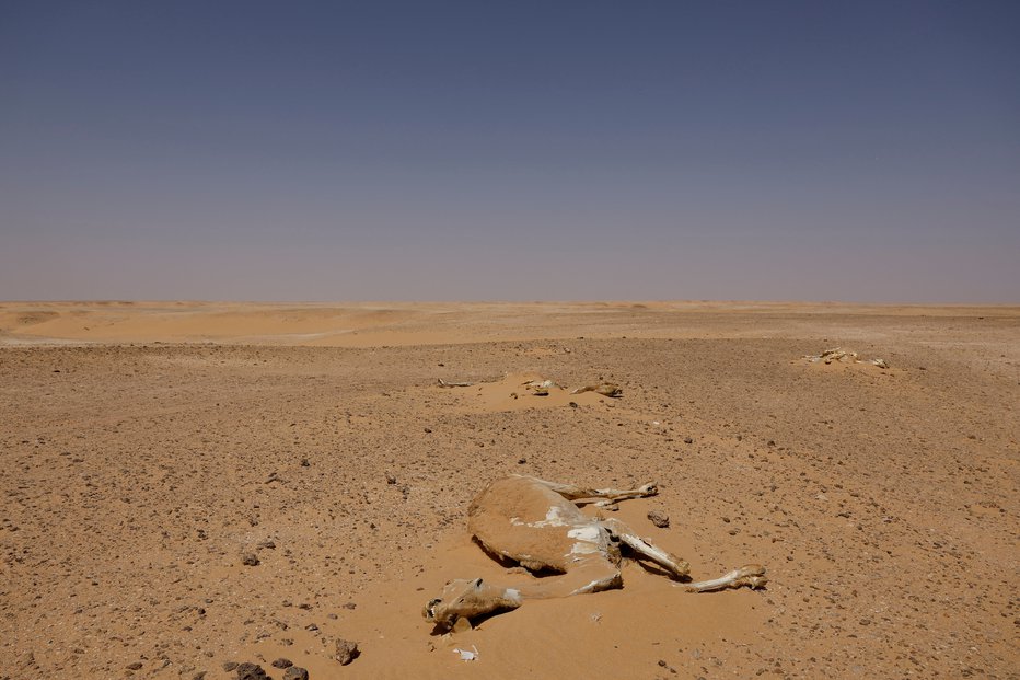 Fotografija: Alžirska puščava. FOTO: Borja Suarez Reuters