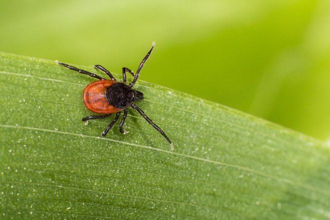 Kljub uporabi repelenta je dobro upoštevati še druga priporočila, ki znižajo tveganje za okužbo z boleznimi, ki jih prenašajo klopi.  FOTO: NIJZ