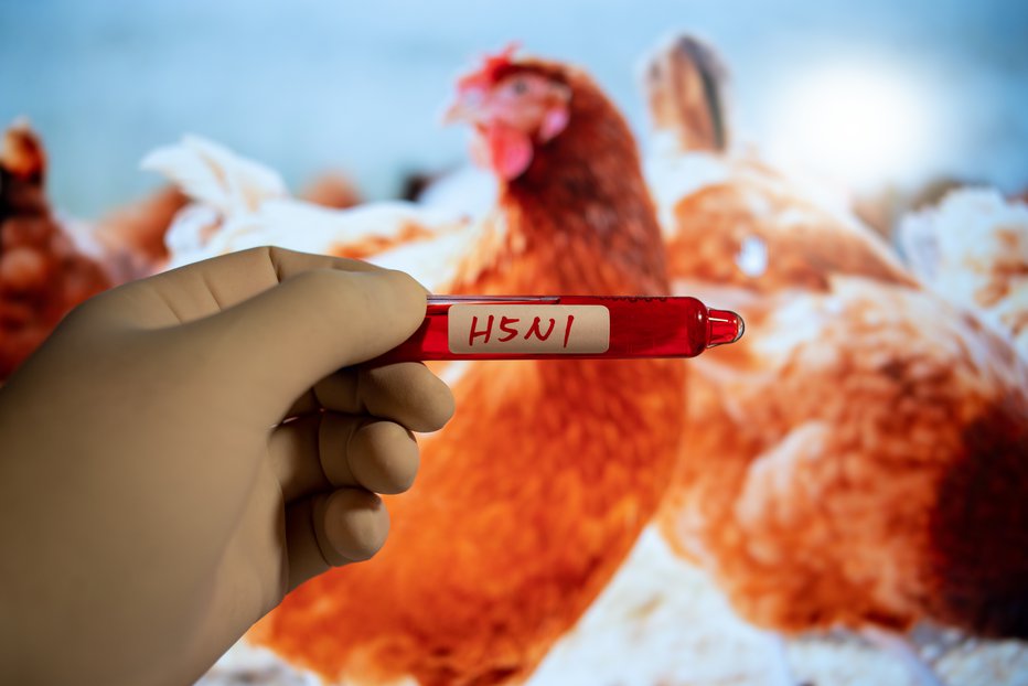 Fotografija: Gre za drugi primer okužbe človeka s ptičjo gripo med aktualnim izbruhom te bolezni med živino. FOTO: Jun Li Getty Images