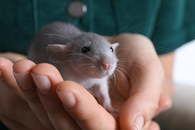 Hitro se navežejo na človeka. FOTOGRAFIJE: Getty Images