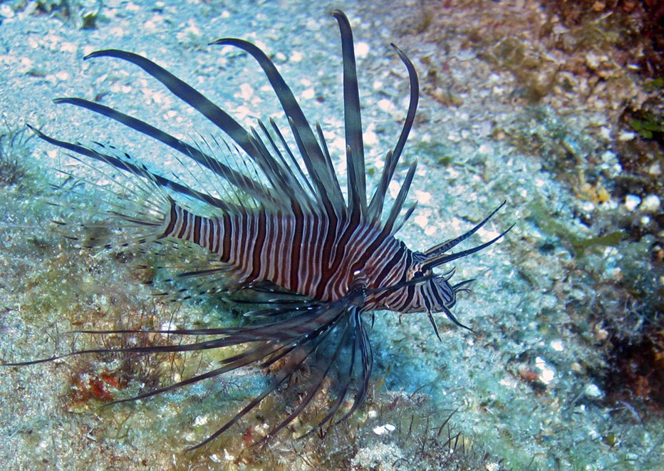 Fotografija: A lionfish is seen on the reefs off Roatan, Honduras in this picture taken May 5, 2010. Native to Indo-Pacific waters, lionfish have invaded the Caribbean because of the
aquarium trade and are gobbling up native species but have no predators
in the region, so their population is exploding. Picture taken May
5, 2010. To go with Reuters Life! LIONFISH-CARIBBEAN/INVASION REUTERS/Christa Cameron (HONDURAS - Tags: ANIMALS ENVIRONMENT) - RTR2ISI9 [avtor:© Christa Cameron/Reuters] FOTO: Š Christa Cameron/Reuters Reuters Pictures