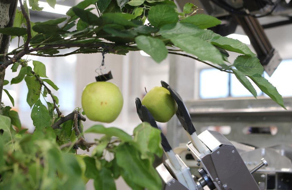 Fotografija: Zaradi pomanjkanja delovne sile bodo takšni robotizirani stroji opravljali zamudna kmetijska opravila, kot je obiranje jabolk.