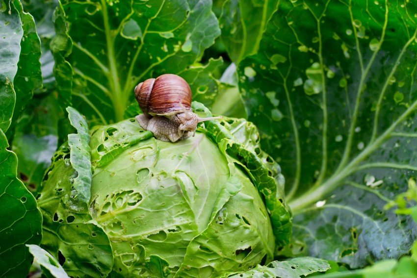 Fotografija: Veliki vrtni polž pri nas sicer ni več ogrožen, vendar zaradi nevarnosti, da bi se njegova razširjenost v naravi znova preveč zmanjšala, ostaja zaščiten. FOTO: Shutterstock