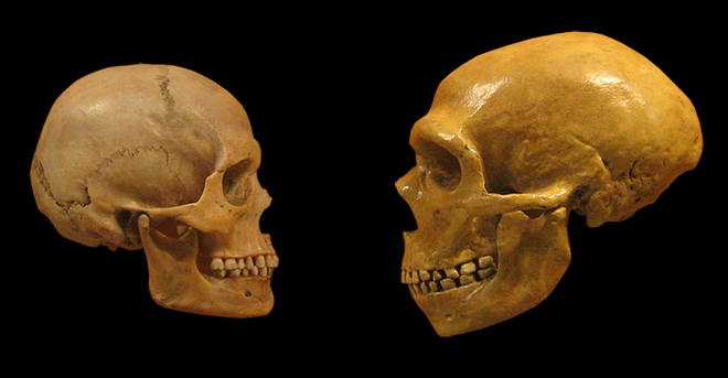 Primerjava lobanj sodobnega človeka in neandertalca FOTO: DrMikeBaxter/Wikimedia Commons CC SA 2.0